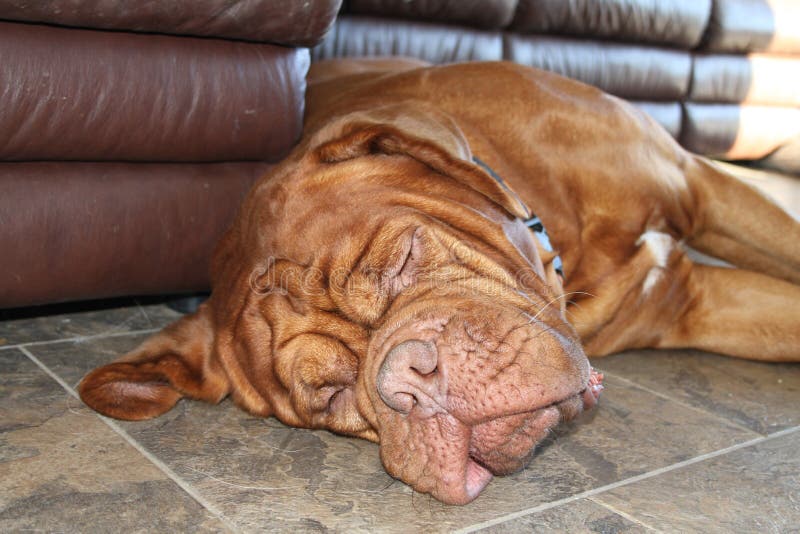 Dog sleeping on floor stock image. Image of mastiff, french 68708529