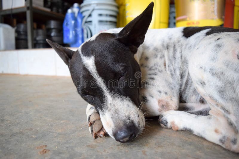 265 Dog Sleeping Concrete Floor Stock Photos Free & RoyaltyFree