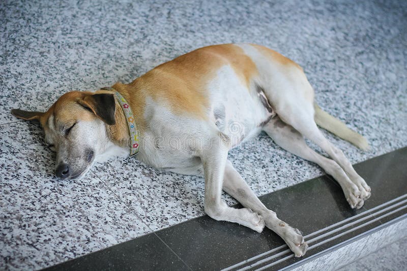 Dog Sleeping on Floor Thailand Dog Stock Image Image of canine