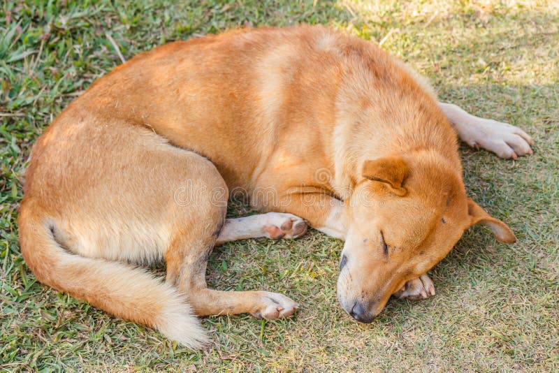 Dog sleeping on grass stock image. Image of wood, tired 64662537