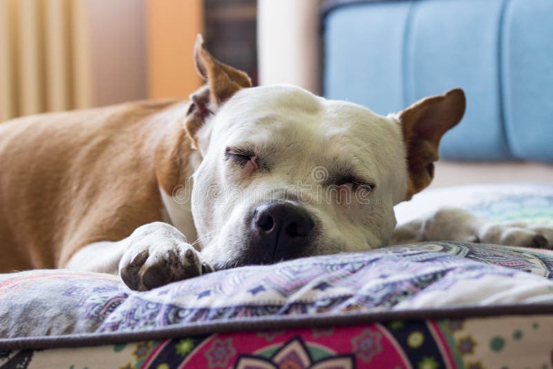 Dog sleeping on his bed stock image. Image of home, equipment 217925607
