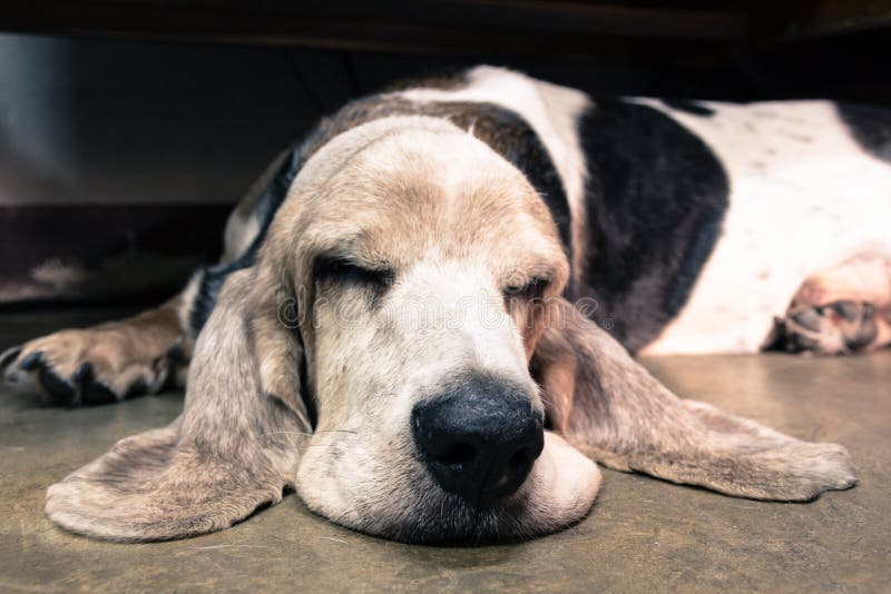 Old Basset Hound sleeping on the floor. Old Basset Hound sleeping on the floor