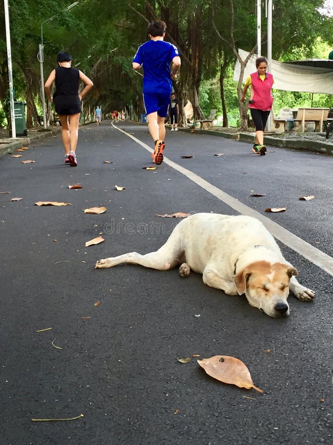 Dog Sleep Good Morning Good Night Editorial Stock Image Image of sleeping, sleep 95491884