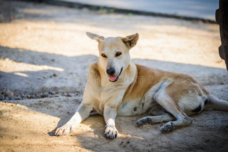 Dog Sleeping on the Tile Floor Stock Photo Image of home, eyes 86242628