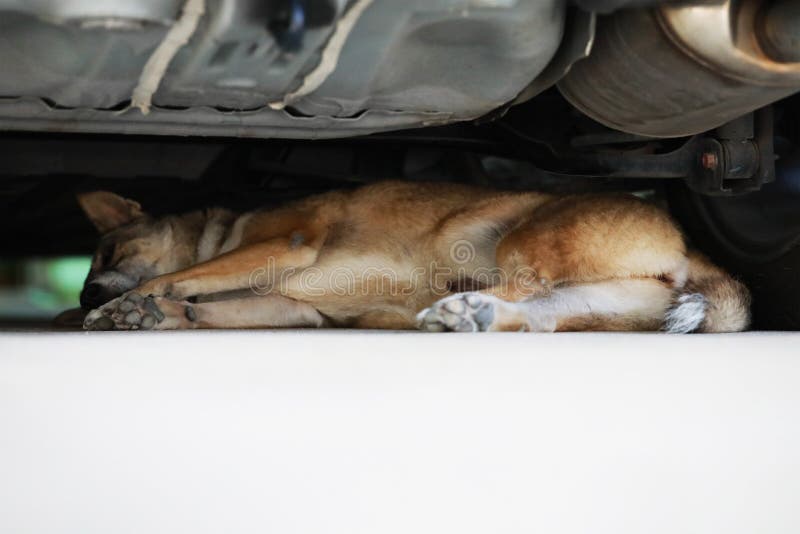 216 Dog Under Car Photos Free Royalty Free Stock Photos From Dreamstime