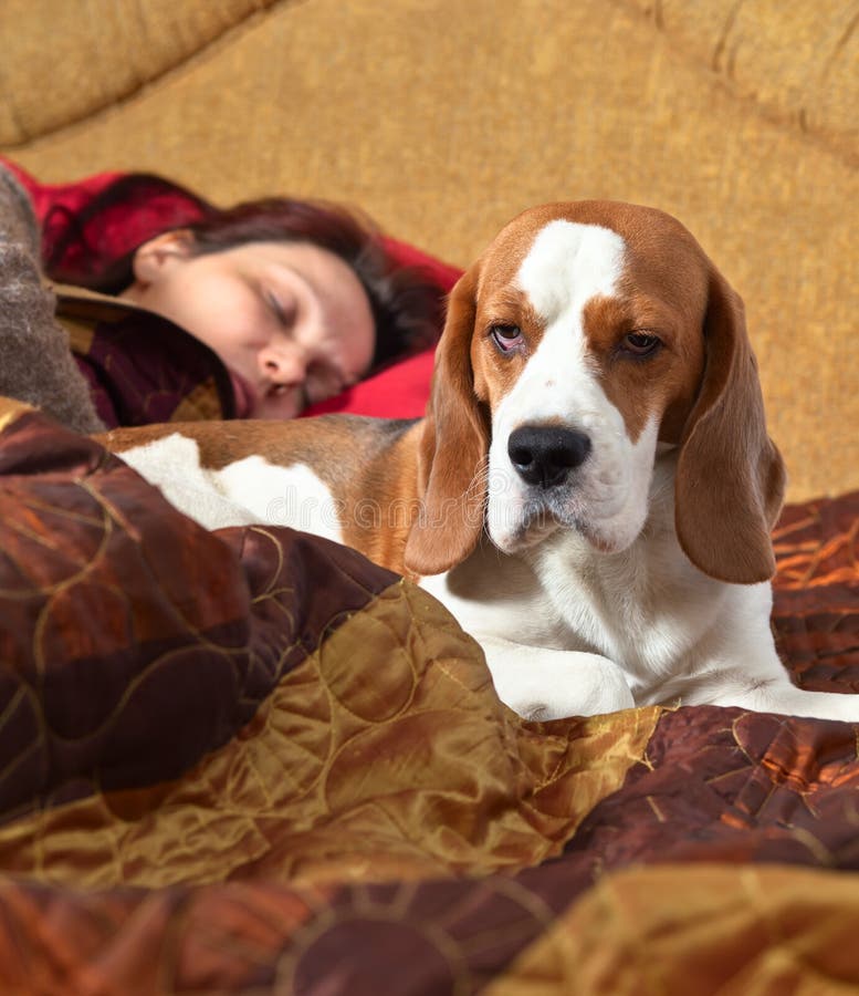 Dog Sleeps on the Bed with the Mistress Stock Image Image of animal