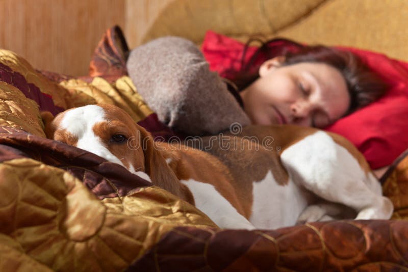 Dog Sleeps on the Bed with the Mistress Stock Image Image of friend