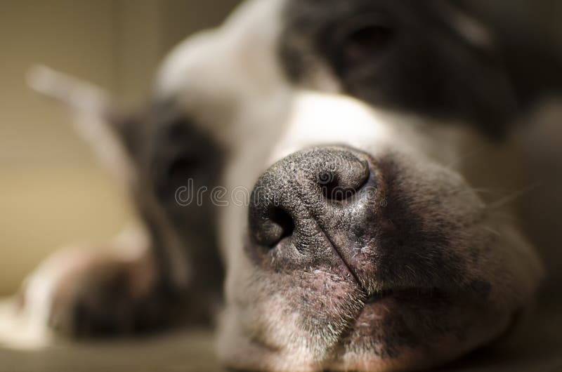 The Dog Sleeps on the Floor Under the Rays of the Sun Stock Photo