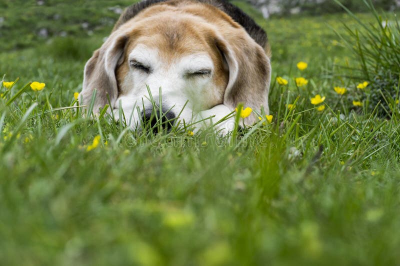 Viejo el perro el duerme acostada sobre el césped después largo tiempo caminando.