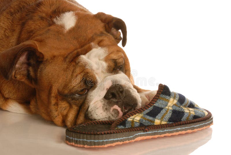 Dog with slipper stock image. Image of bloodlines, isolated 7323739