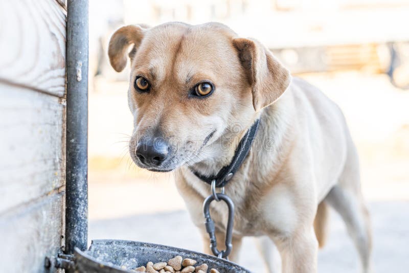 Why Are Dogs Aggressive With Food