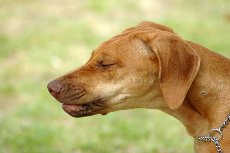 Una bella testa di cane ritratto di profilo di un starnuti Rhodesian Ridgeback hound con espressione buffa in faccia in parco all'aperto.