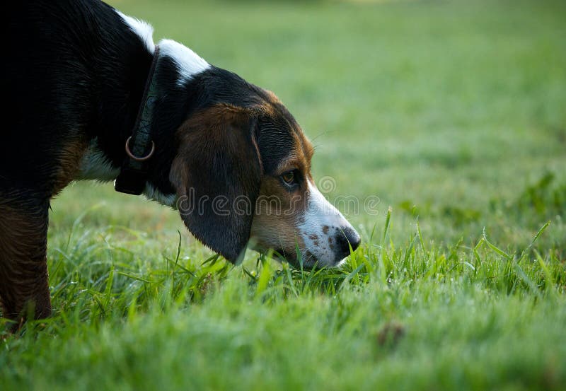 Piscina all'testa ritratto di un Beagle segugio cane di annusare l'erba verde.