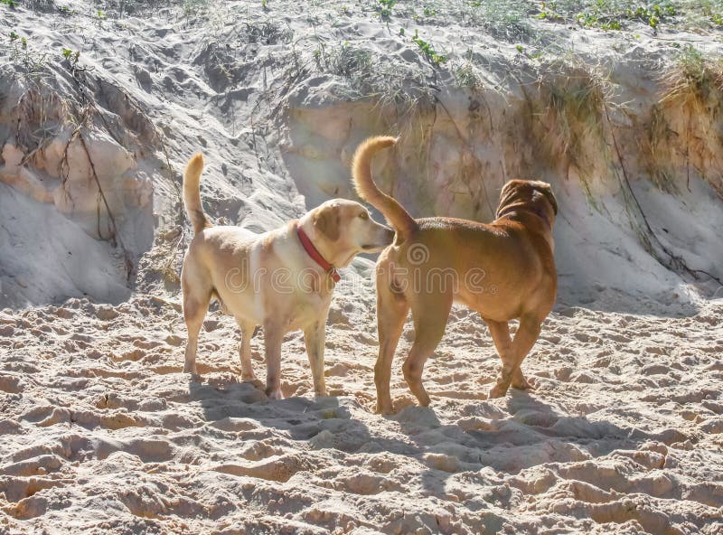 Dog Meeting Another Animal Stock Photos - Free & Royalty-Free Stock Photos from Dreamstime Dog Meeting Another Animal Stock Photos - Free & Royalty-Free Stock Photos from Dreamstime