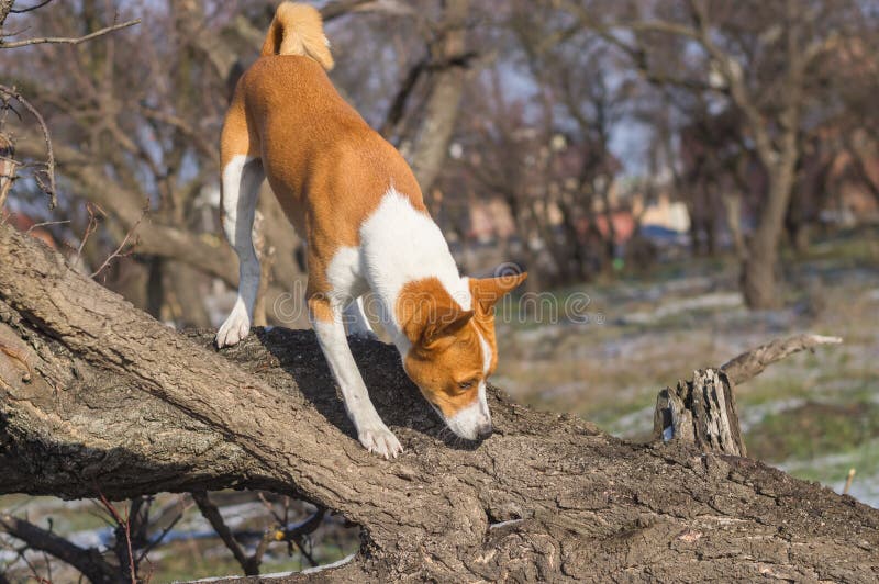 Dog sniffing around its territory on a nearest tree at fall season