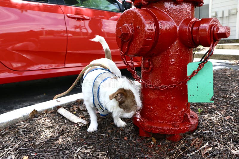 Dog sniffs a fire hydrant