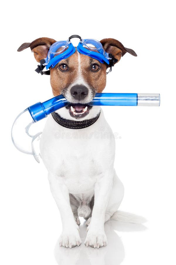 Dog with snorkel stock photo. Image of plastic, blue 25092872