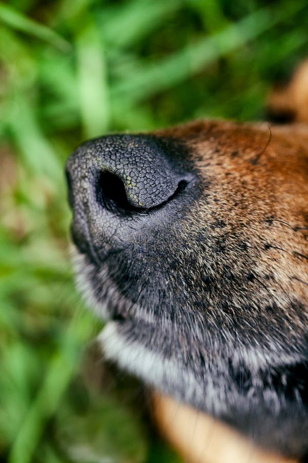 Dog snout stock photo. Image of closeup, domestic, doggy 52677846
