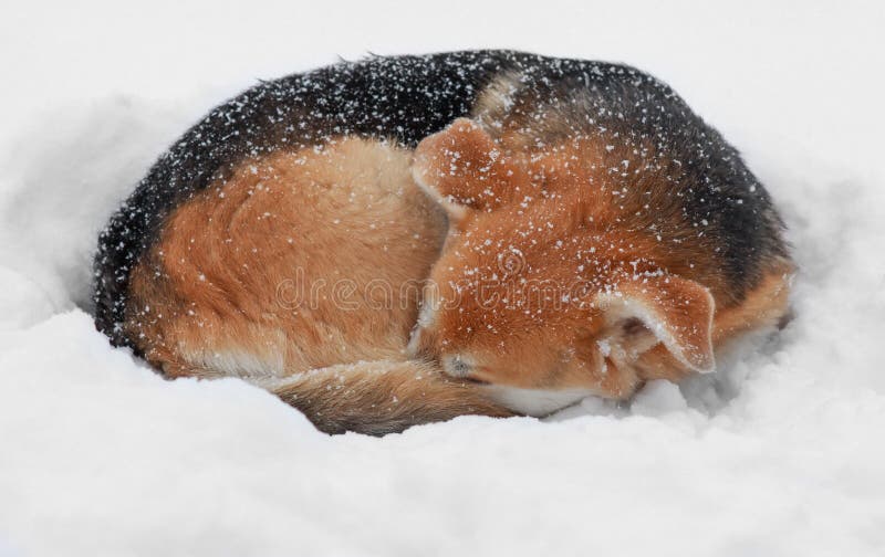 Dog in the snow