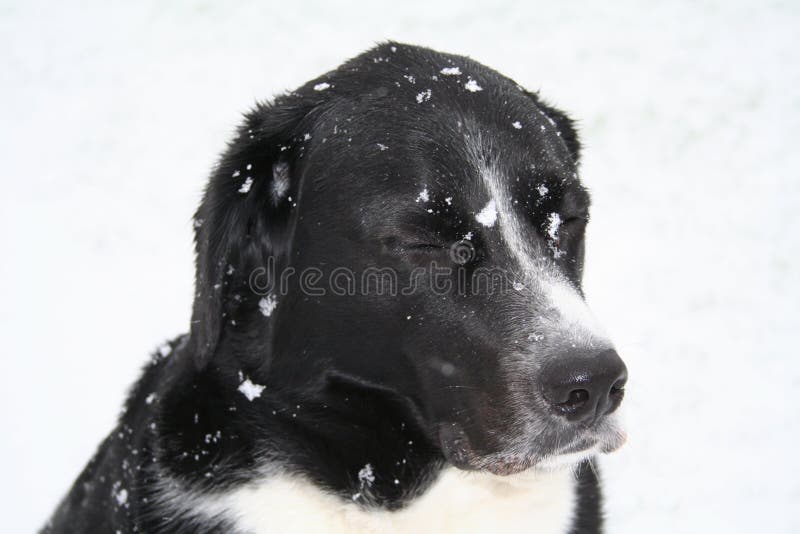 Dog in snow