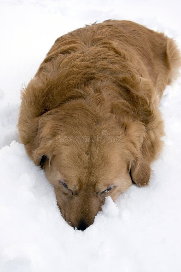 Dog in the snow.