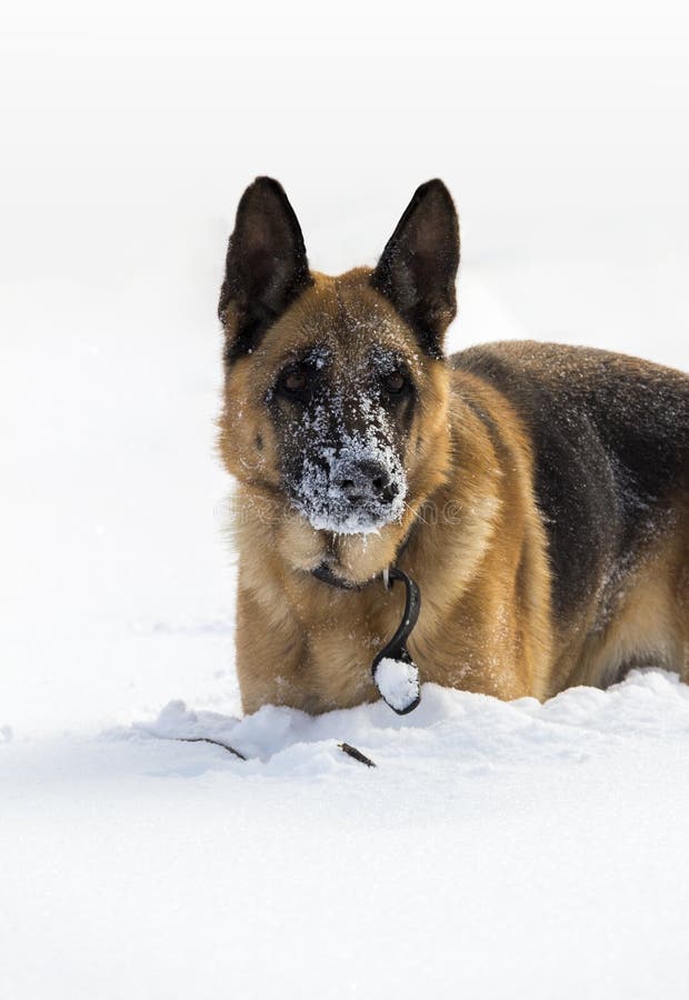 Dog in the snow. Sheep-dog playing in the deep snow. Shepherd on a white background royalty free stock photos Dog in the snow. Sheep-dog playing in the deep snow. Shepherd on a white background royalty free stock photos