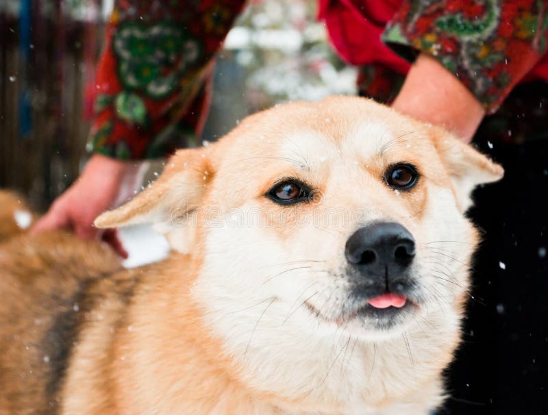Dog in snowfall stock image. Image of happy, domestic 29249593
