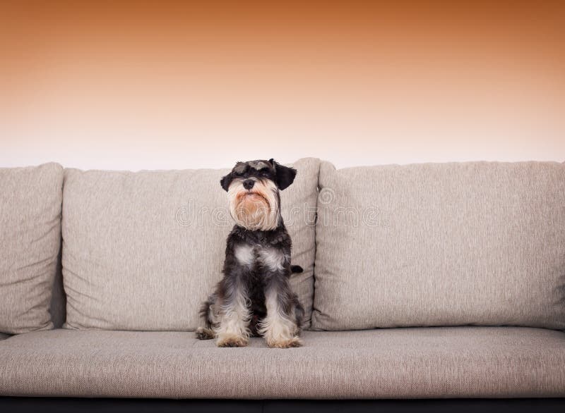 Dog on sofa stock image. Image of domestic, breed, coat 47432745