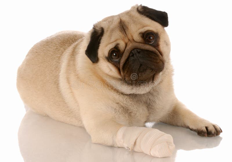 Dog with sore paw stock photo. Image of isolated, puppy 11000312