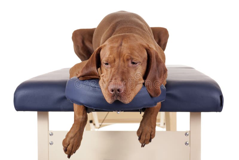 Dog spa royalty free stock photos Dog spa royalty free stock photos