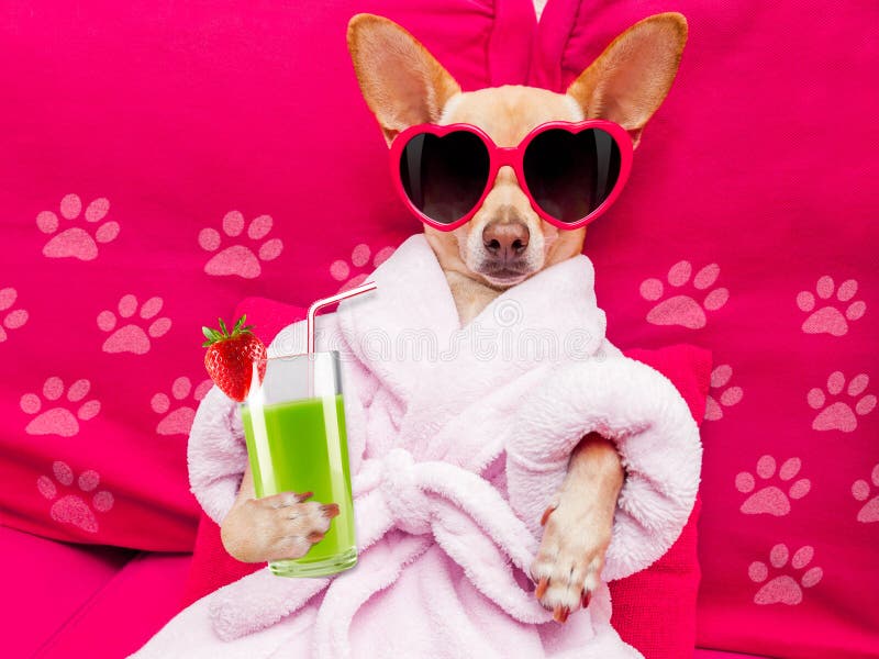 Dog Drinking Green Smoothie Video Dog Drinking Green Smoothie Video