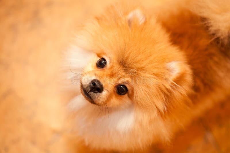 Dog Spitz Orange. Small Dog Breeds Stock Image Image of pretty