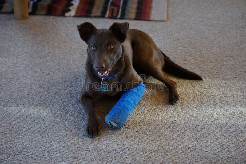 Dog Quivering Front Legs Clipart