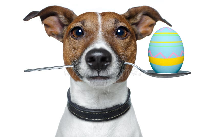 What Dogs Can Hold A Egg In Their Mouth
