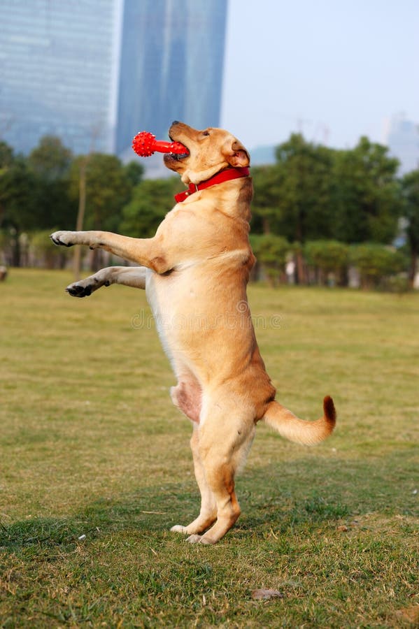 Dog standing stock image. Image of tortility, puppy, breed 12048073