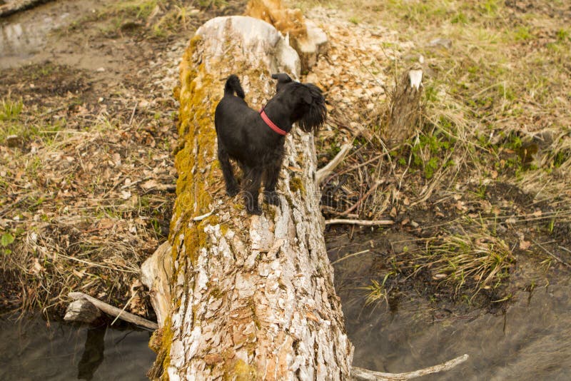 Dog standing on big tree brunch at autumn day royalty free stock image Dog standing on big tree brunch at autumn day royalty free stock image