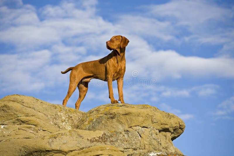 Dog standing on cliff stock photo. Image of pedigree 13823894