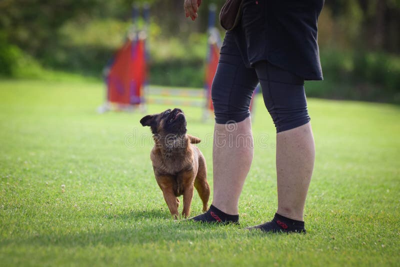 Dog is Standing in the Grass on Agility Training Stock Photo Image of