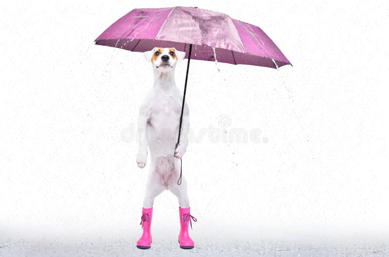 Jack Russell Umbrella - Pink Jack Russell Umbrella - Pink