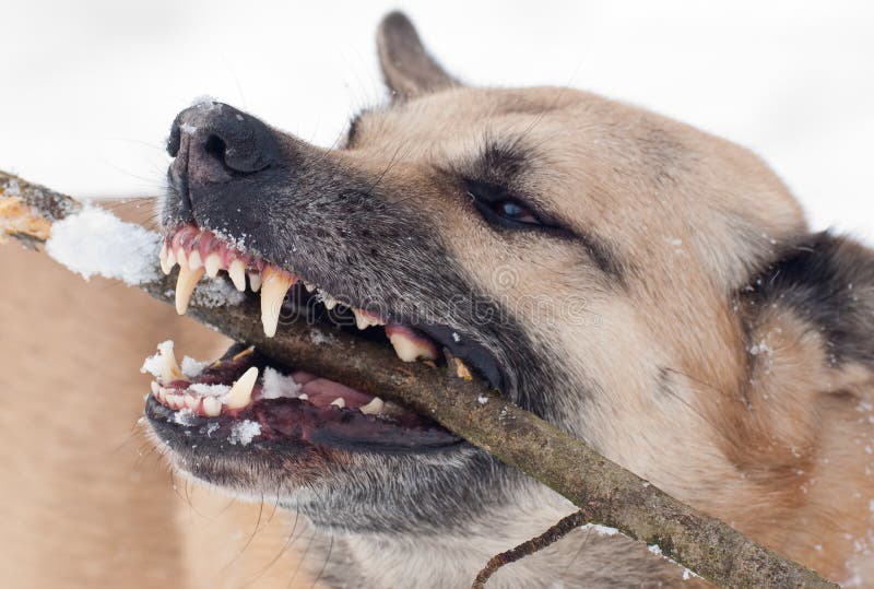 Dog with a stick