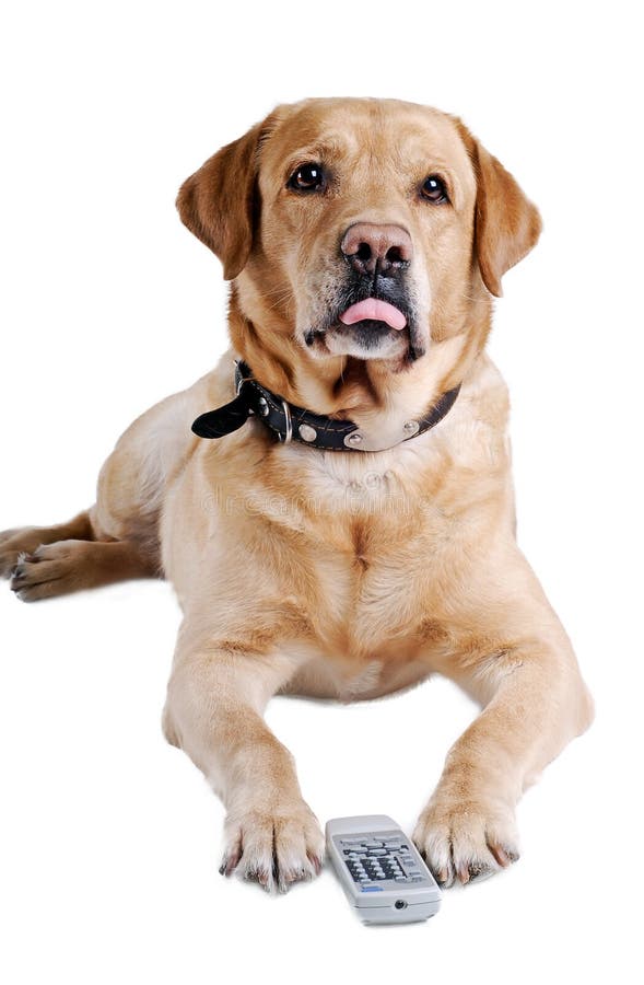 Dog Stick Tongue Out with the TV Remote Control Stock Image Image of
