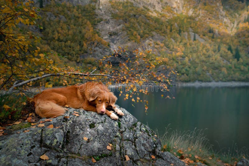 Dog on a stone on a mountain lake. autumn mood. Nova Scotia Duck Tolling Retriever on nature background royalty free stock photography Dog on a stone on a mountain lake. autumn mood. Nova Scotia Duck Tolling Retriever on nature background royalty free stock photography