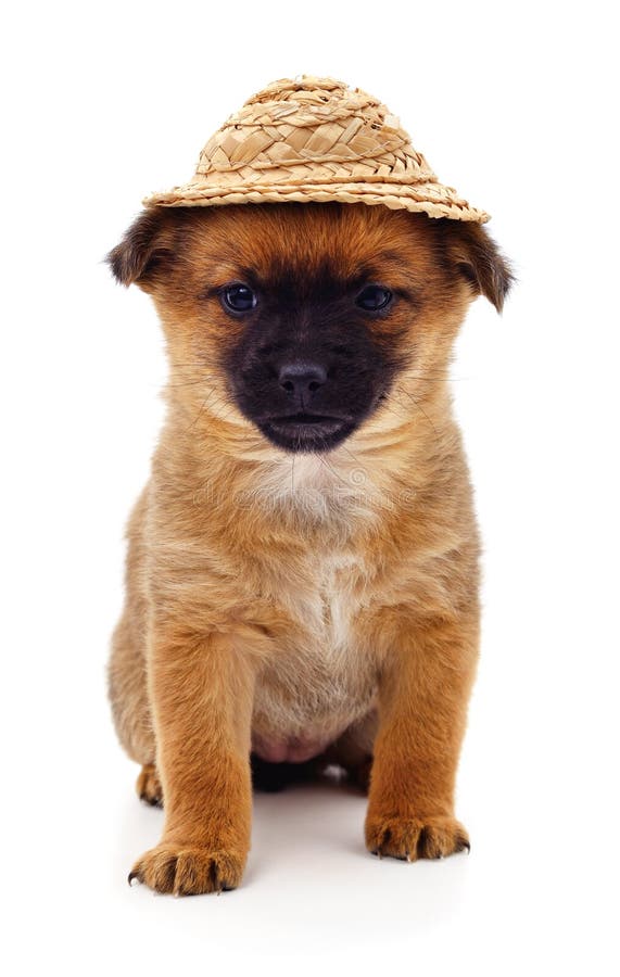 Dog in a straw hat stock image. Image of cute, fashion 143497609