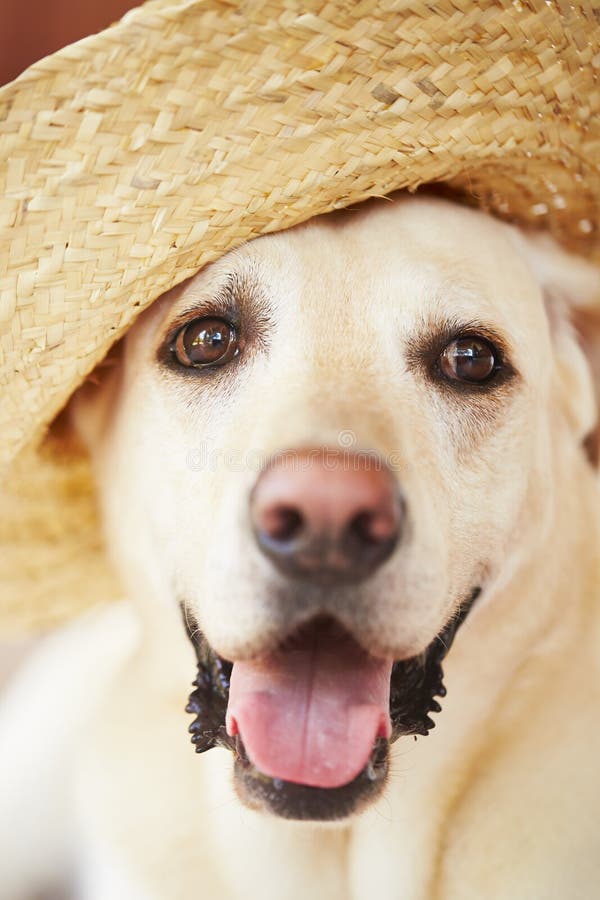 Dog with straw hat stock photo. Image of alone, pedigree 39290154