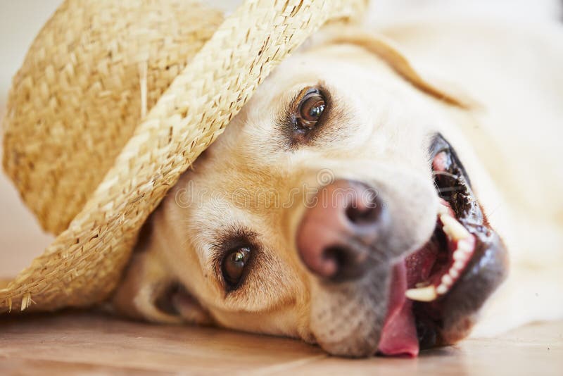 Dog with straw hat stock image. Image of relax, lazy 39290159