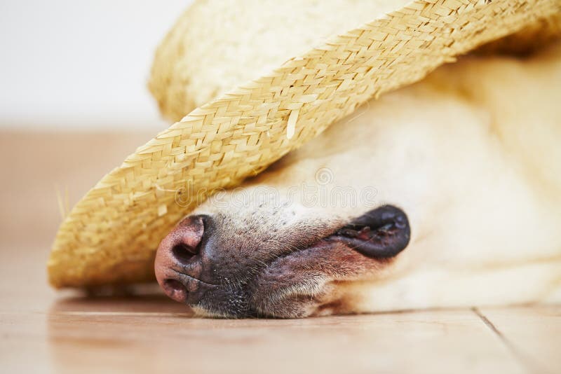 Dog with straw hat stock image. Image of pedigree, headwear 39290163