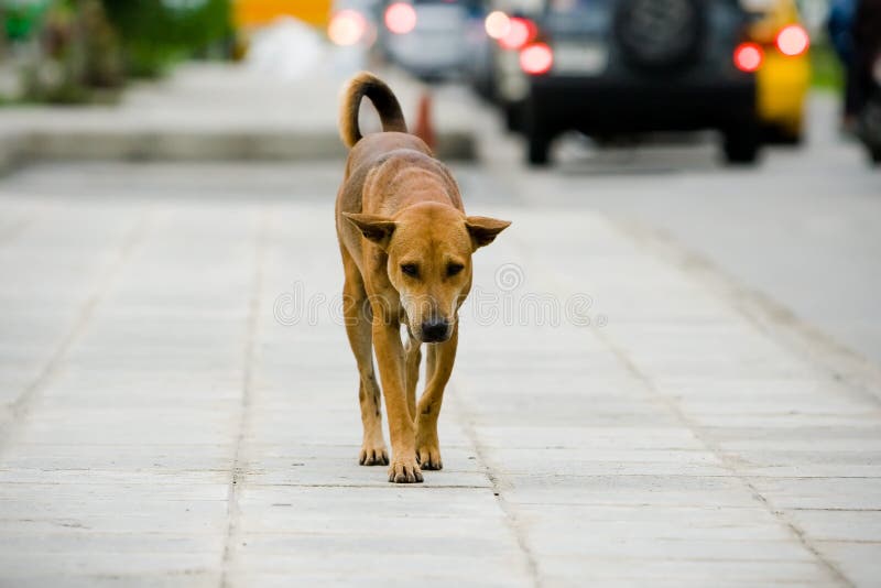 Dog on street stock photo. Image of road, bangkok, alone 2991012