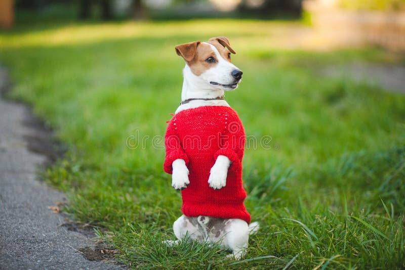 Dog on the street