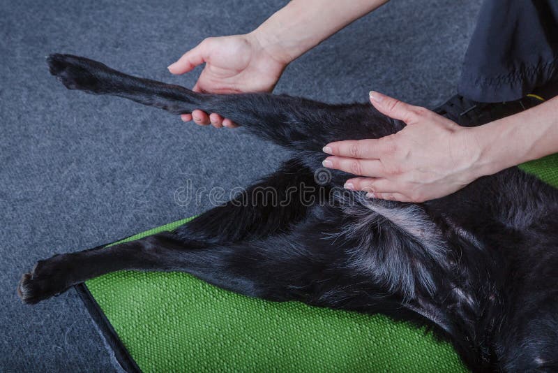 173 Dog Stretching Therapy Stock Photos Free & RoyaltyFree Stock