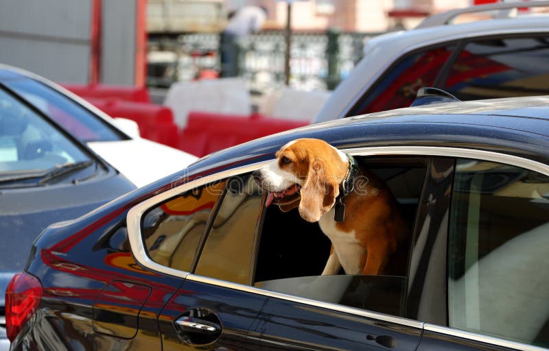 Are Dogs With Head Sticking Out Of Car Window
